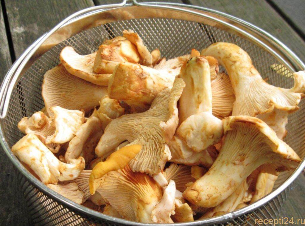 сколько варить лисички для супа замороженные. Смотреть фото сколько варить лисички для супа замороженные. Смотреть картинку сколько варить лисички для супа замороженные. Картинка про сколько варить лисички для супа замороженные. Фото сколько варить лисички для супа замороженные сколько варить лисички для супа замороженные. Смотреть фото сколько варить лисички для супа замороженные. Смотреть картинку сколько варить лисички для супа замороженные. Картинка про сколько варить лисички для супа замороженные. Фото сколько варить лисички для супа замороженные