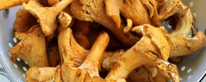 сколько варить лисички для супа замороженные. Смотреть фото сколько варить лисички для супа замороженные. Смотреть картинку сколько варить лисички для супа замороженные. Картинка про сколько варить лисички для супа замороженные. Фото сколько варить лисички для супа замороженные сколько варить лисички для супа замороженные. Смотреть фото сколько варить лисички для супа замороженные. Смотреть картинку сколько варить лисички для супа замороженные. Картинка про сколько варить лисички для супа замороженные. Фото сколько варить лисички для супа замороженные