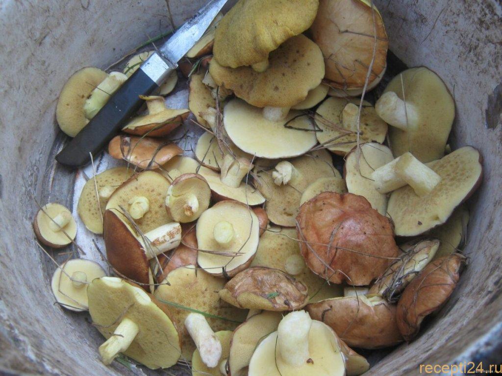 Сколько варить маслята Сколько варить маслята