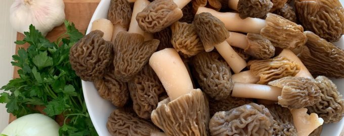 Как жарить грибы сморчки