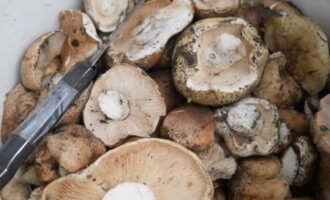 Как готовить грибы рядовки