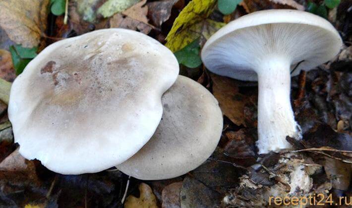 Как готовить грибы рядовки Как готовить грибы рядовки